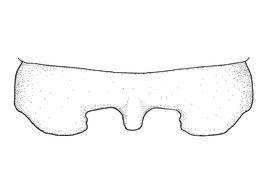   Anthidium quetzalcoatli  male, diagram showing dorsal view of seventh tergum (T7), diagram from Gonzalez and Griswold 2013 
